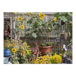 Poster Jardin fleuri et bateau étroit