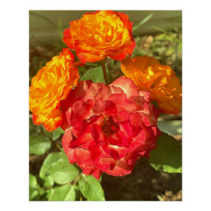 Poster Jardin Orange Et Fleur Rouge
