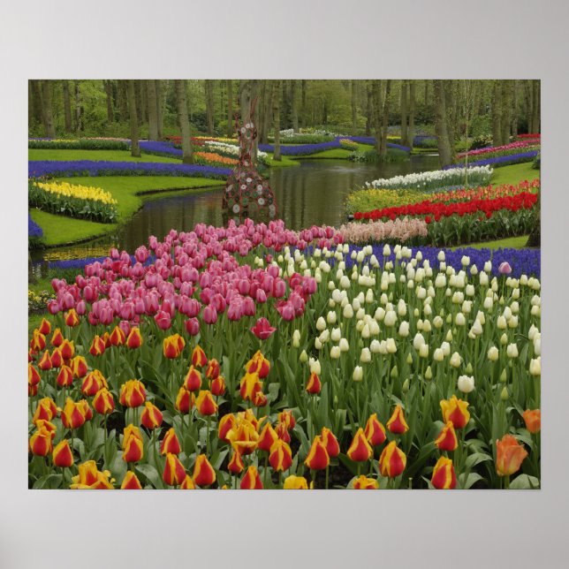 Poster Jardin Tulip et jacinthe, Jardins de Keukenhof, (Devant)