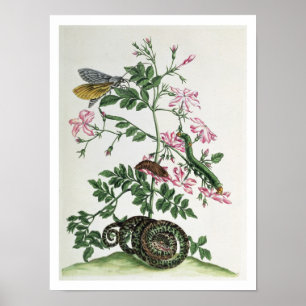 Poster Jasmin : avec le serpent, la mite, le caterpiller