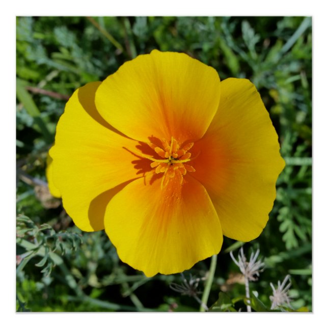 Poster jaune d'automne (Devant)