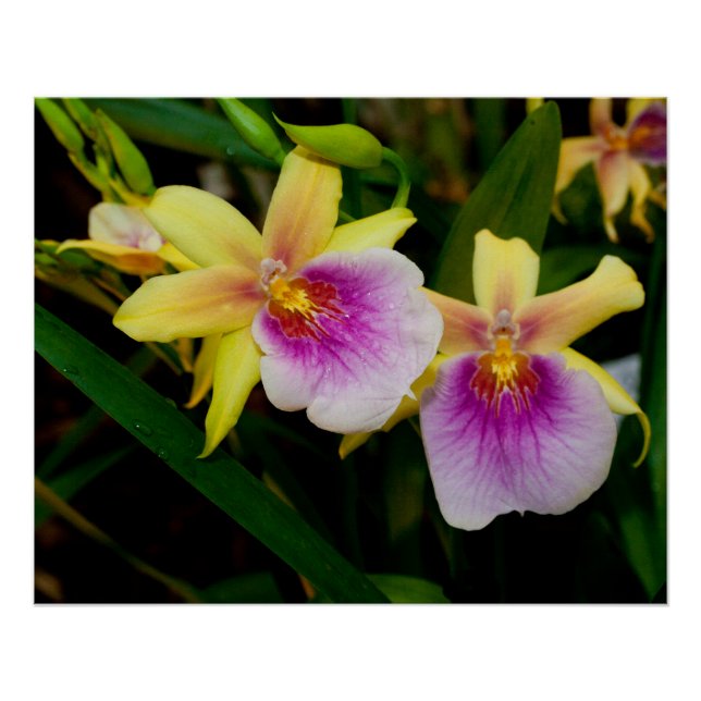 Poster Jaune rose violet Miltonia Sunset Orchidées (Devant)
