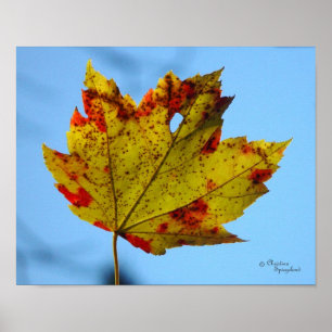 Poster jaune rouge feuille d'érable