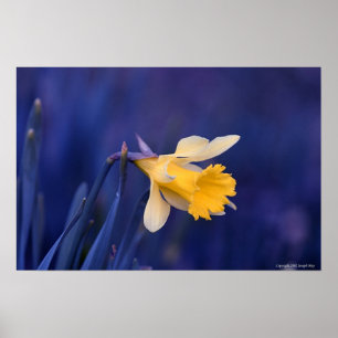 Poster Jaune sur le bleu