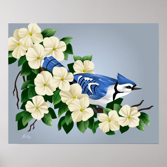 Poster Jay Bleu Parmi Les Fleurs De Dogwood (Devant)