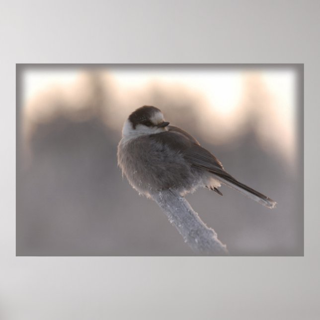 Poster jay gris 2 (Devant)