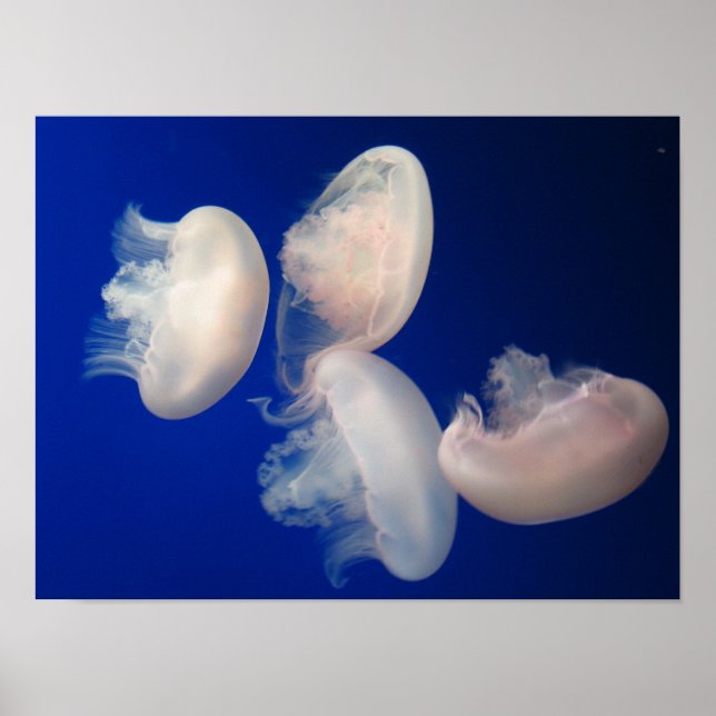 Poster Jellies de lune (Devant)