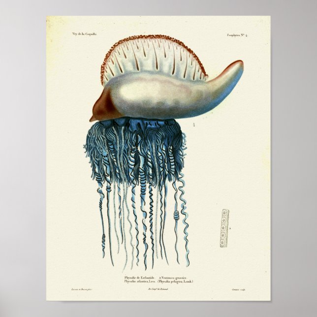 Poster Jellyfish Bleu Mer Vintage Créatures Art Imprimer (Devant)