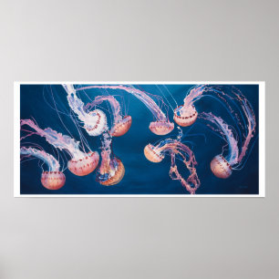 Poster Jellyfish Jam par Paul Jackson, aws, news