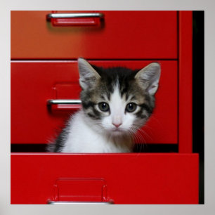 Poster Jeter un coup d'oeil de chaton