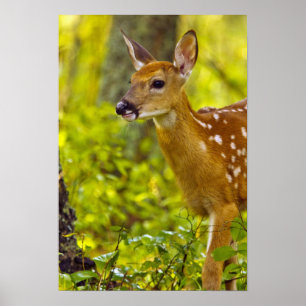 Poster Jeune cerf de Virginie à Whitefish, Montana, États