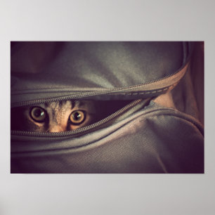 Poster Jeune chaton tigré