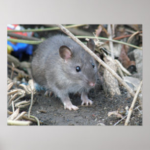 Poster Jeune copie sauvage de rat