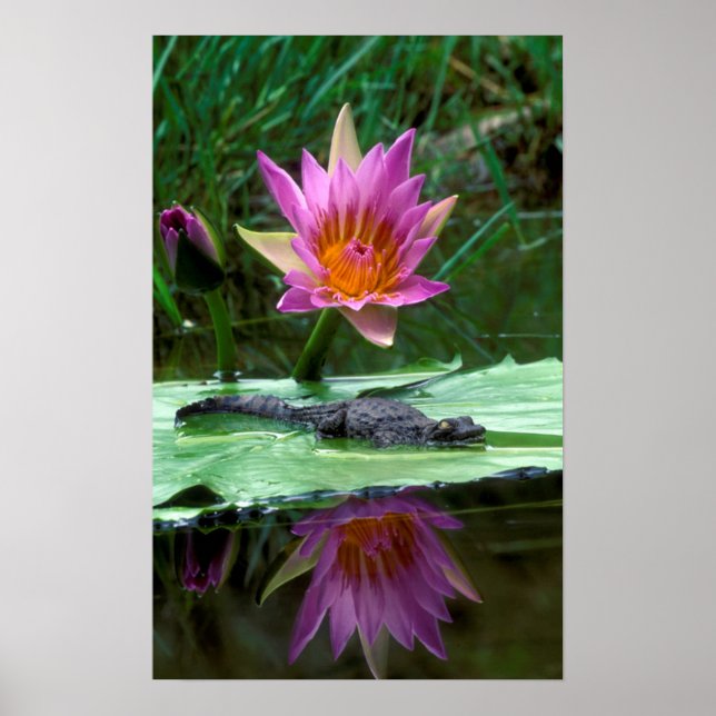 Poster Jeune crocodile du Nil (Crocodylus Niloticus) (Devant)