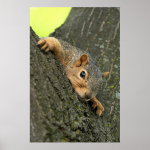 Poster Jeune écureuil d'arbre au repos