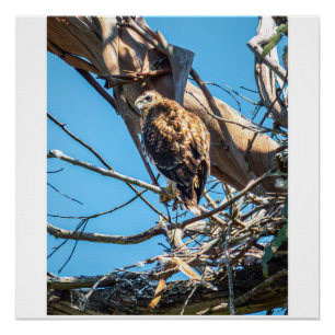 Poster Jeune faucon en observation silencieuse Art de pho
