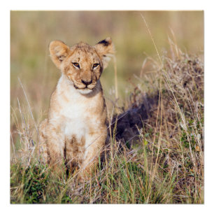 Poster Jeune lion