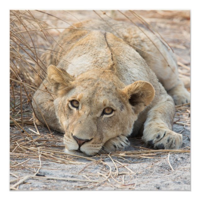 Poster Jeune lion (Devant)