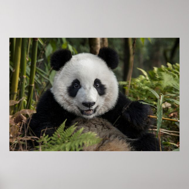 Poster Jeune panda heureux, Chine (Devant)