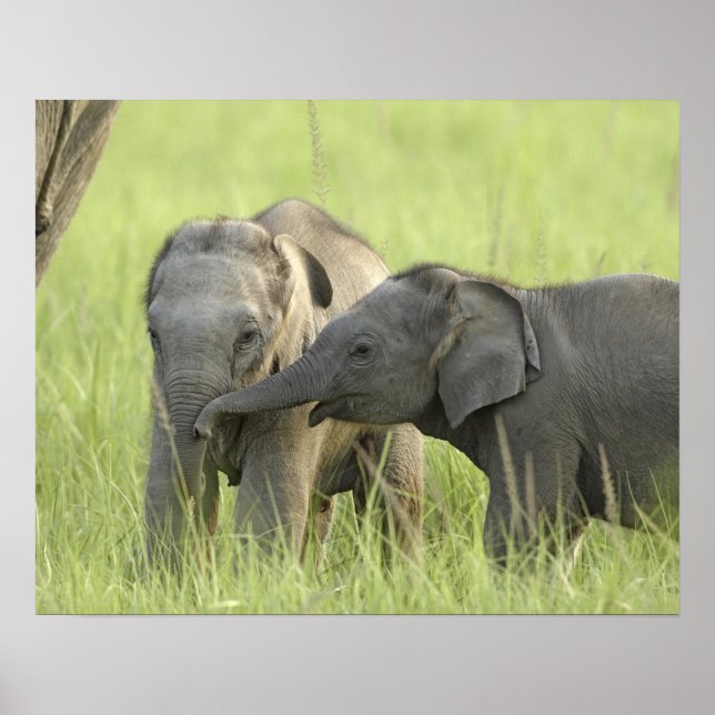 Poster Jeunes éléphants d'Inde / d'Asie (Devant)