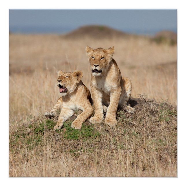 Poster Jeunes lions (Devant)