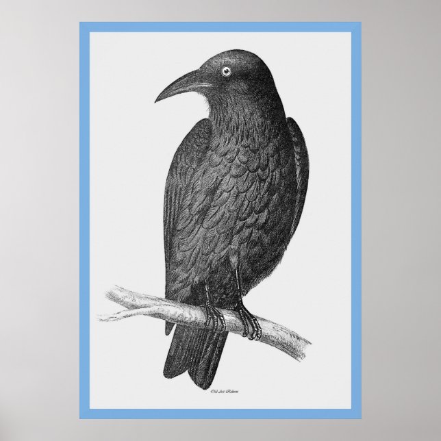Poster John Gould's 'Birds Of Australia' ~ The Crow (Devant)