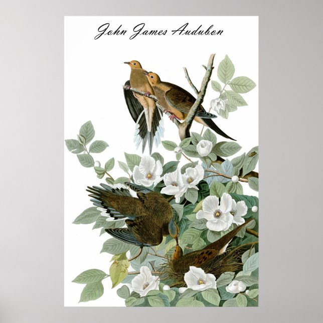 Poster John James Audubon Carolina Pigeon Dove de deuil 1 (Devant)