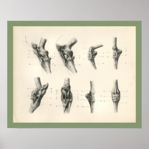 Poster Joints d'os de jambe de cheval Anatomie vétérinair