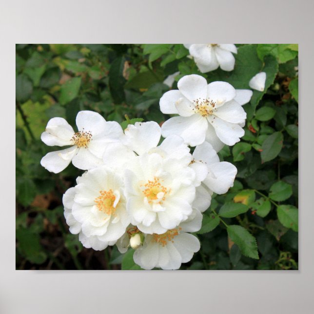 Poster Joli blanc Roses Floral Photo (Devant)