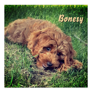 Poster Joli Golden Doodle