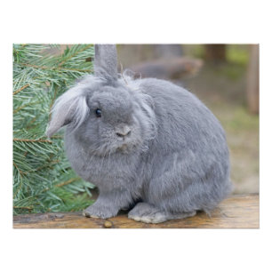 Poster Joli lapin gris