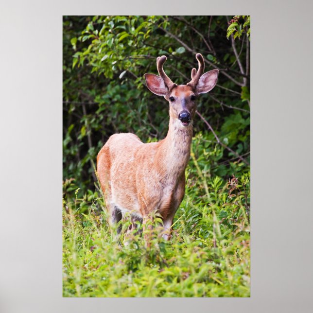 Poster Joli sourire (Devant)