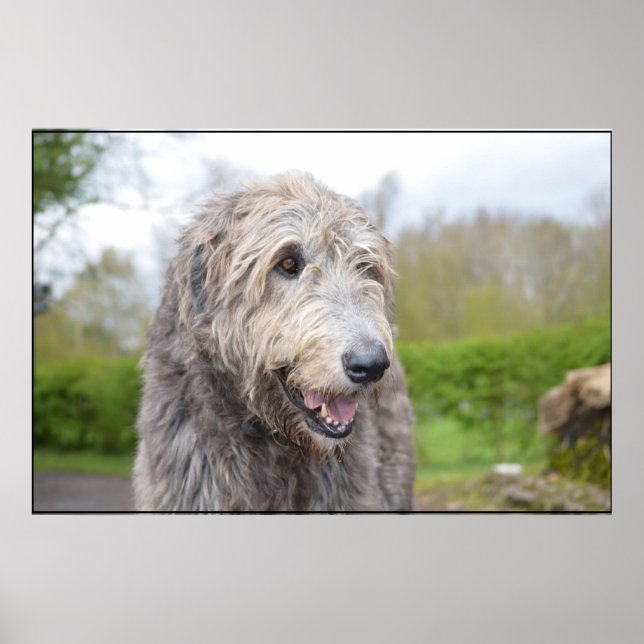 Poster Joli Wolfhound irlandais (Devant)