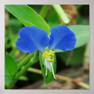 Poster Jolie coupe Carré à fleurs bleues