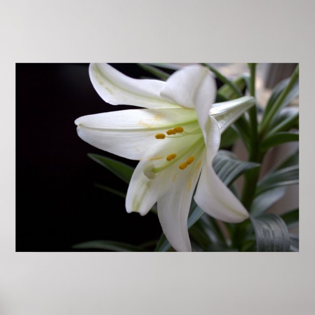 Poster Jolie fleur de lys de Pâques blanche en noir (Devant)