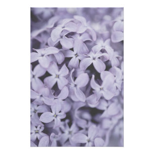 Poster Jolie Fleur Lilac Violet Clair Floral