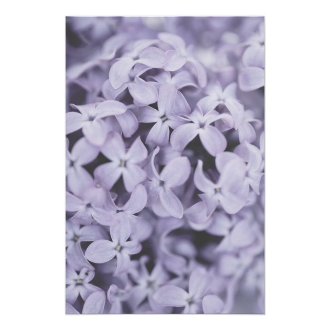 Poster Jolie Fleur Lilac Violet Clair Floral (Devant)