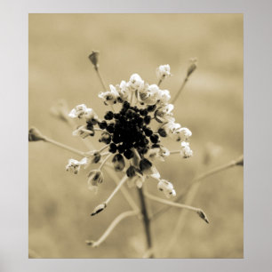 Poster Jolie mauvaise herbe