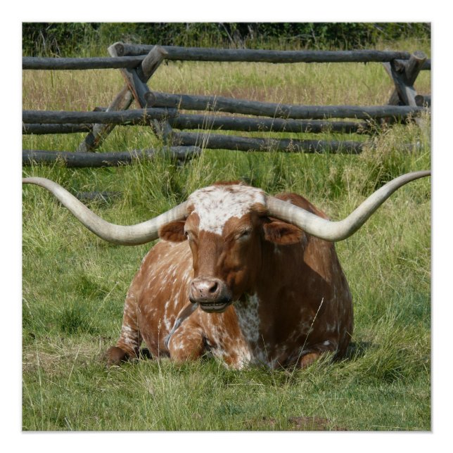 Poster Jolie Vache Longhorn Se Détendre Dans L'Affiche En (Devant)