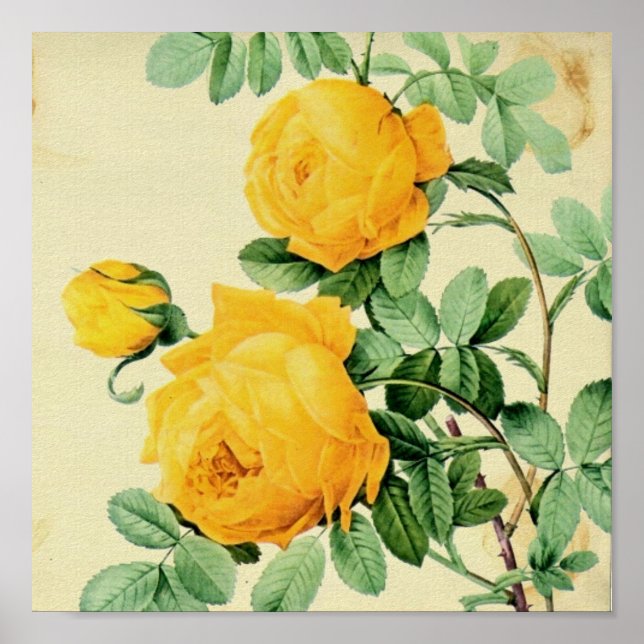 Poster Jolie Vintage Roses Jaunes Carré Crop (Devant)