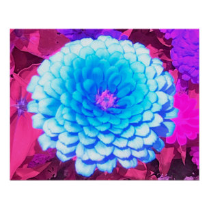 Poster Jolie Zinnia Bleue dans le Jardin d'été pourpre