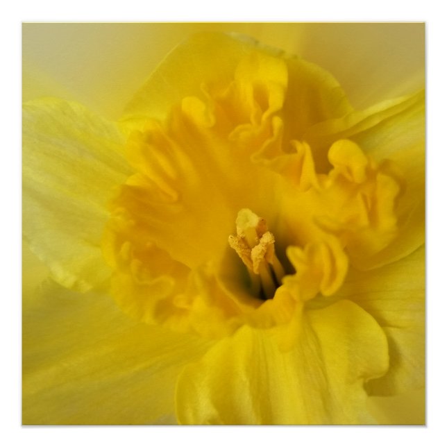 Poster jonquille jaune (Devant)