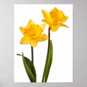 Poster Jonquilles jaunes sur le blanc - blanc de fleur de