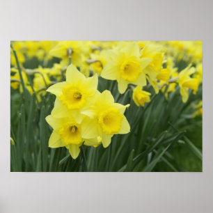 Poster Jonquilles RF)