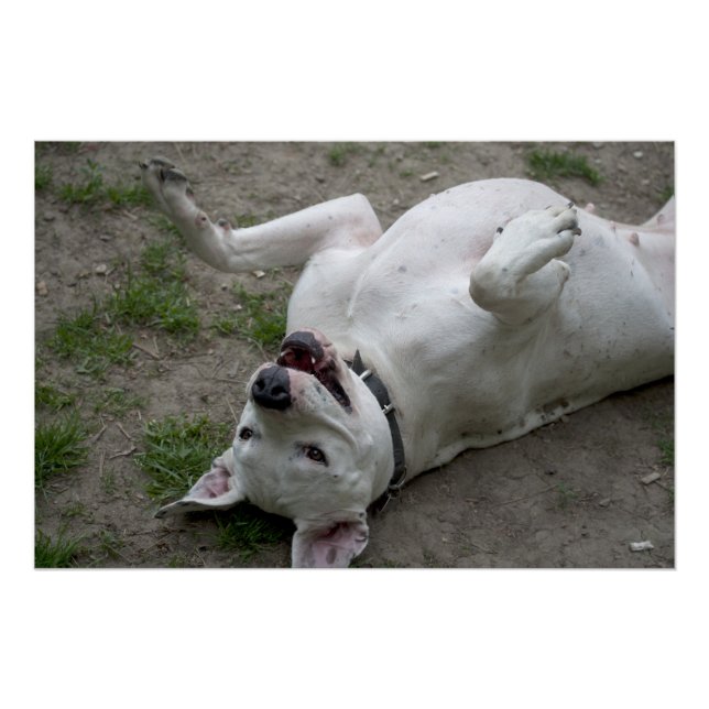 Poster Jouer Dogo Argentino (Devant)