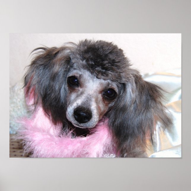 Poster Jouet en argent Poodle visage (Devant)