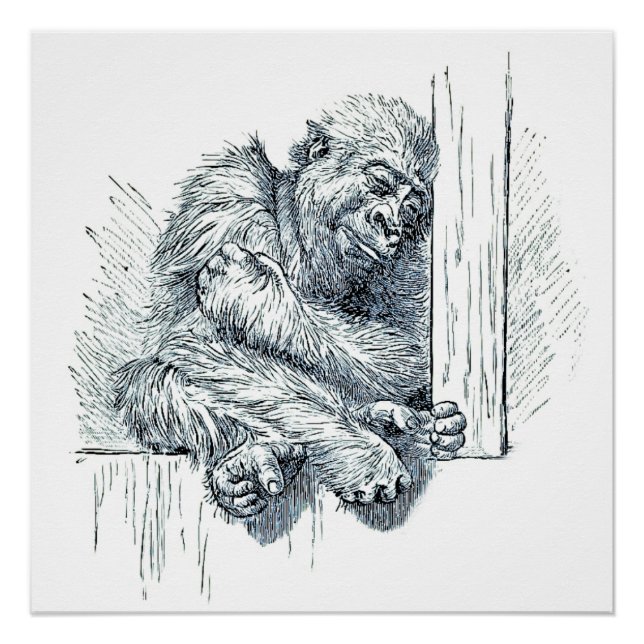 Poster Jour de repos - Young Ape Gorilla (Devant)