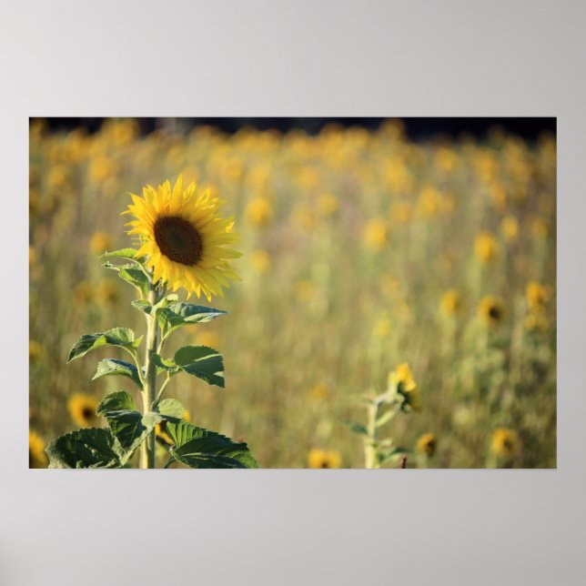 Poster Jour du tournesol (Devant)