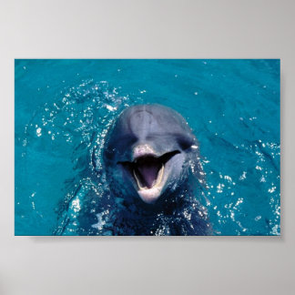 Poster Joyeux dauphin