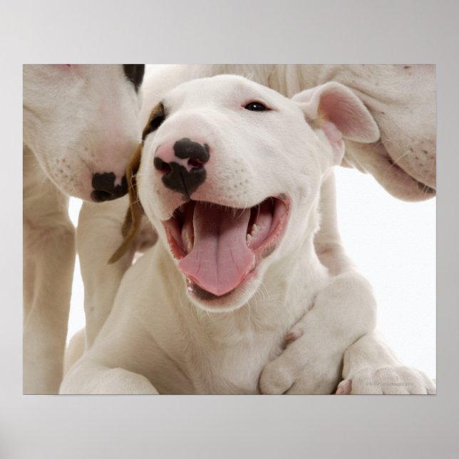 Poster Joyful Bull terriers (Devant)